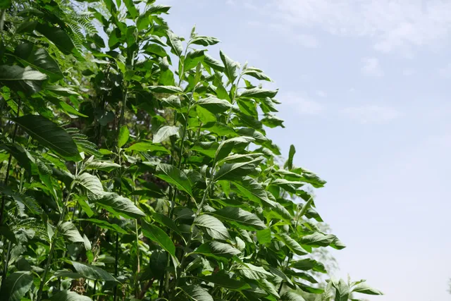 Leaves against the sky