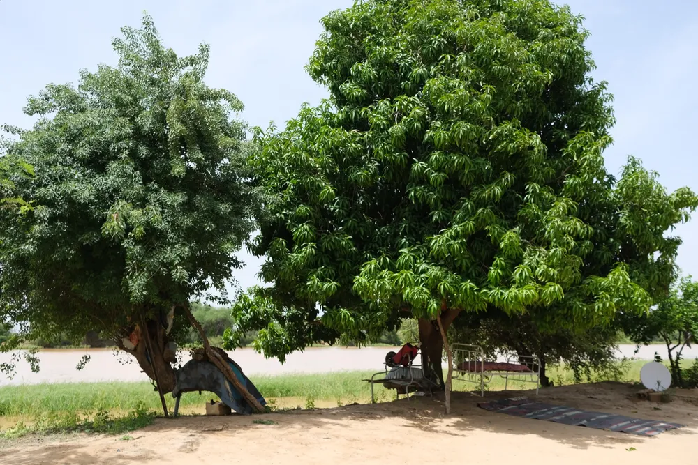 Shade trees on the land in Casamance