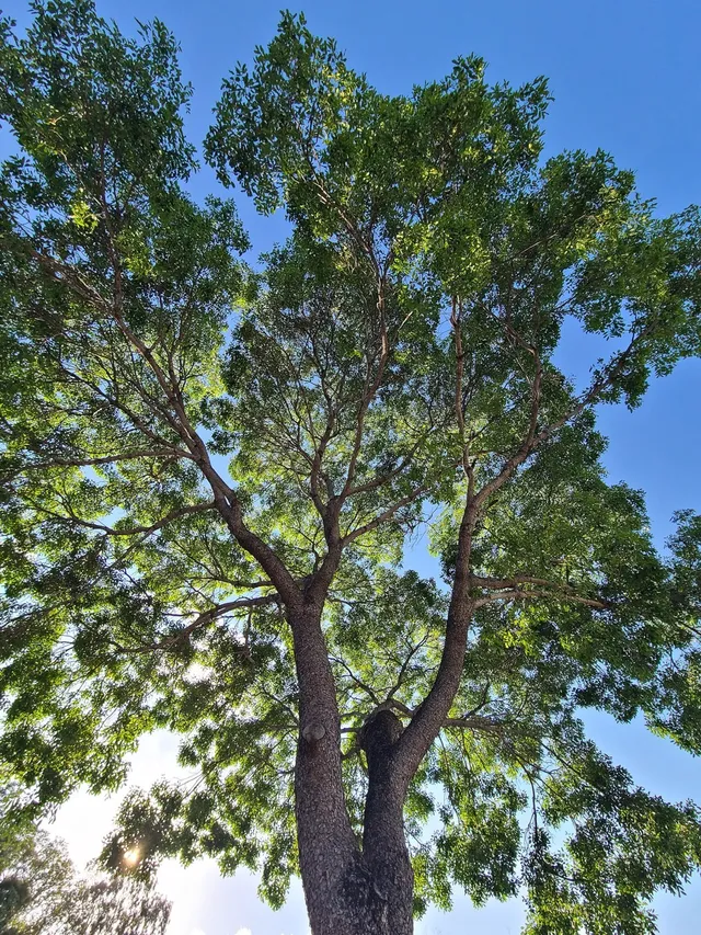 Looking up into the crown of an Acajou du Sénégal