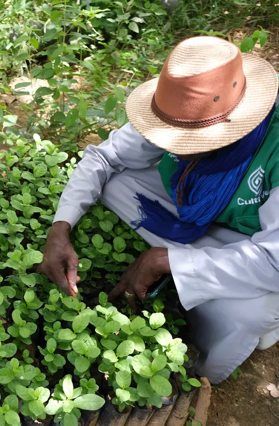 Tending seedlings in the nursery