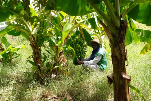 A farmer at work in the banana grove