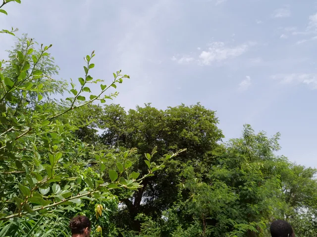 Green canopy rising into a soft blue sky